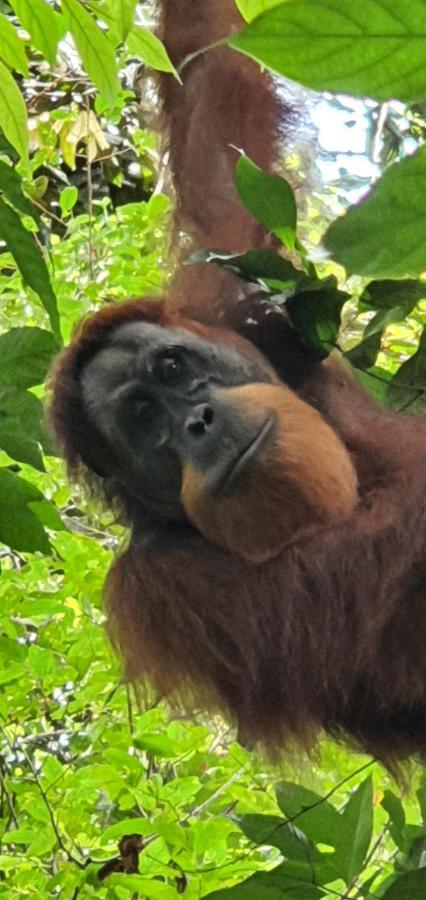 Sumatra Cheeky Monkeys Hotel Bukit Lawang Exterior photo