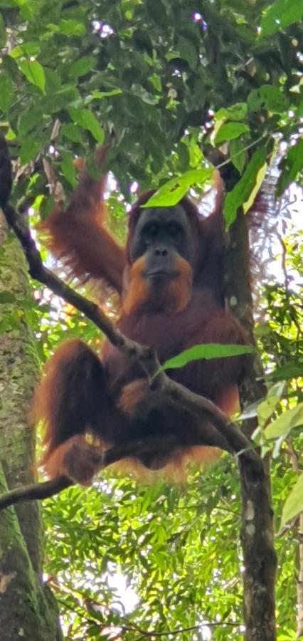 Sumatra Cheeky Monkeys Hotel Bukit Lawang Exterior photo